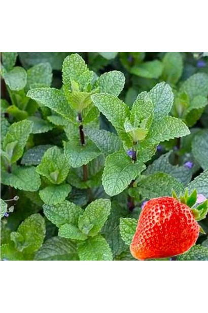 М’ята полунична Альмера